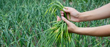 Bir kadın sarımsak okları toplar ve onları elinde tutar..