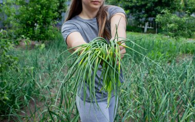 Bir kadın sarımsak okları toplar ve onları elinde tutar..
