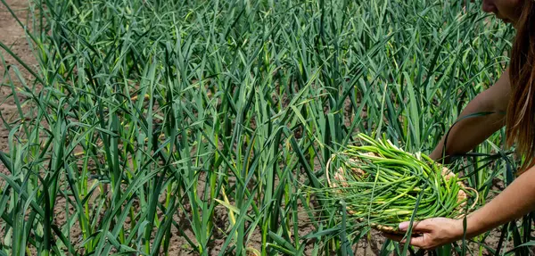 Bir kadın sarımsak okları toplar ve onları elinde tutar..