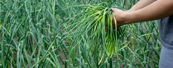 Bir kadın sarımsak okları toplar ve onları elinde tutar..