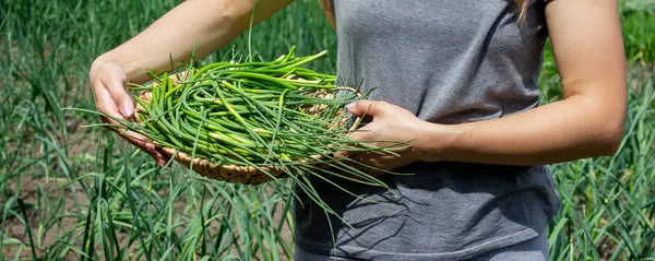 Bir kadın sarımsak okları toplar ve onları elinde tutar..