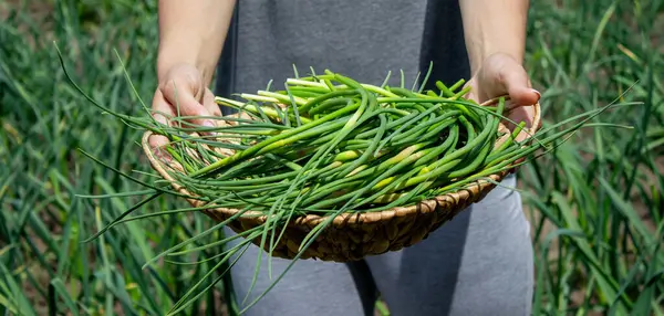 Bir kadın sarımsak okları toplar ve onları elinde tutar..