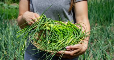 Bir kadın sarımsak okları toplar ve onları elinde tutar..