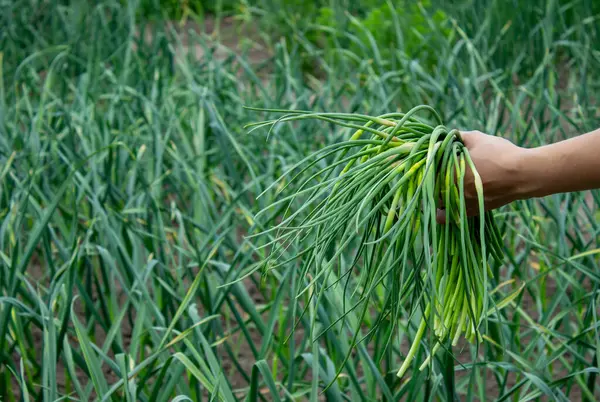 Bir kadın sarımsak okları toplar ve onları elinde tutar..