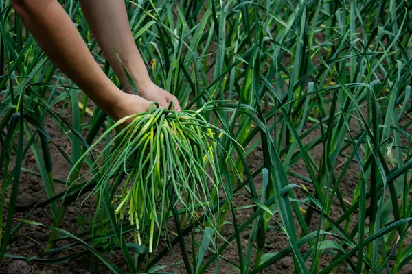 Bir kadın sarımsak okları toplar ve onları elinde tutar..