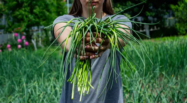 Bir kadın sarımsak okları toplar ve onları elinde tutar..