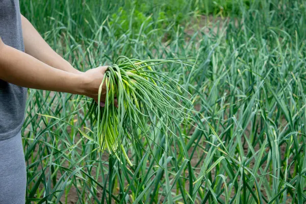 Bir kadın sarımsak okları toplar ve onları elinde tutar..