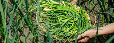 Bir kadın sarımsak okları toplar ve onları elinde tutar..