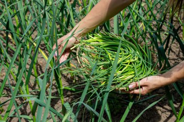 Bir kadın sarımsak okları toplar ve onları elinde tutar..
