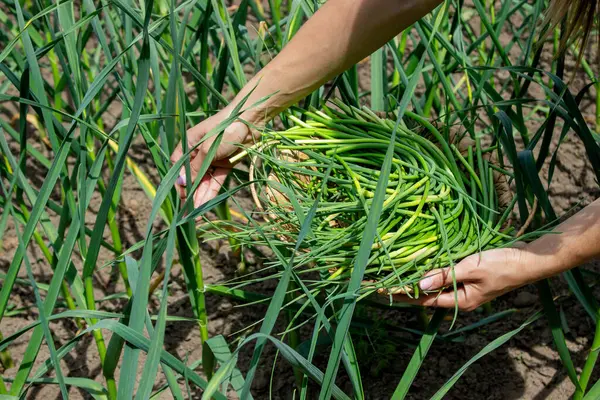 Bir kadın sarımsak okları toplar ve onları elinde tutar..