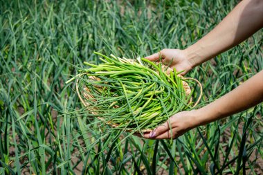 Bir kadın sarımsak okları toplar ve onları elinde tutar..
