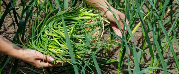 Bir kadın sarımsak okları toplar ve onları elinde tutar..