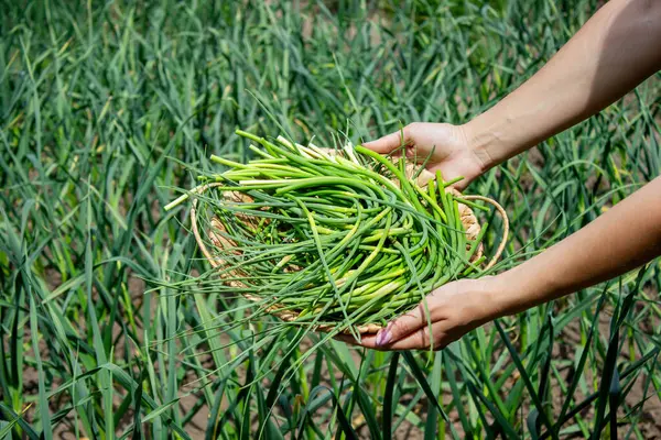Bir kadın sarımsak okları toplar ve onları elinde tutar..
