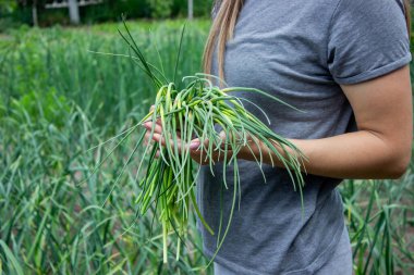 Bir kadın sarımsak okları toplar ve onları elinde tutar..