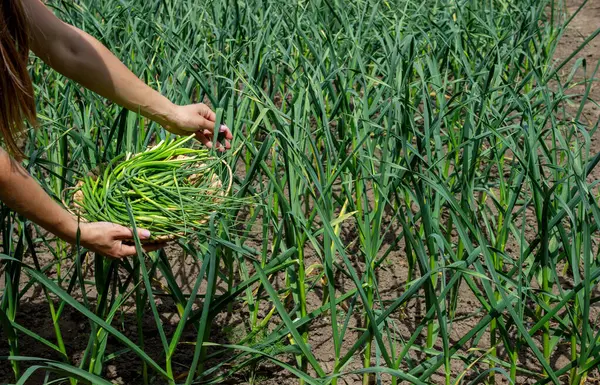 Bir kadın sarımsak okları toplar ve onları elinde tutar..