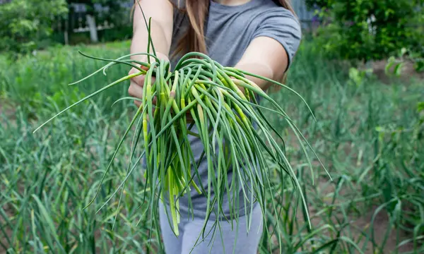 Bir kadın sarımsak okları toplar ve onları elinde tutar..