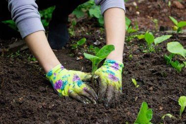 Patlıcan filizleri eken kadın. Seçici odak.