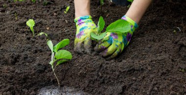 Patlıcan filizleri eken kadın. Seçici odak.