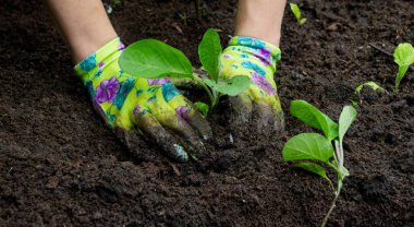 Patlıcan filizleri eken kadın. Seçici odak.