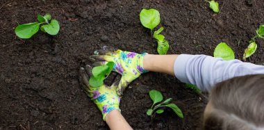 Patlıcan filizleri eken kadın. Seçici odak.