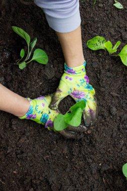 Patlıcan filizleri eken kadın. Seçici odak.