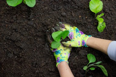 Patlıcan filizleri eken kadın. Seçici odak.