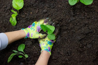 Patlıcan filizleri eken kadın. Seçici odak.