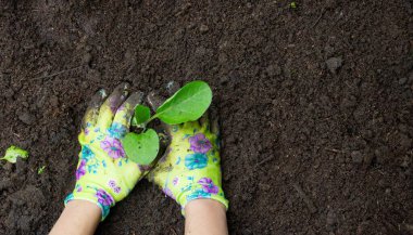 Patlıcan filizleri eken kadın. Seçici odak.