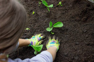 Patlıcan filizleri eken kadın. Seçici odak.