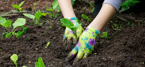 Patlıcan filizleri eken kadın. Seçici odak.