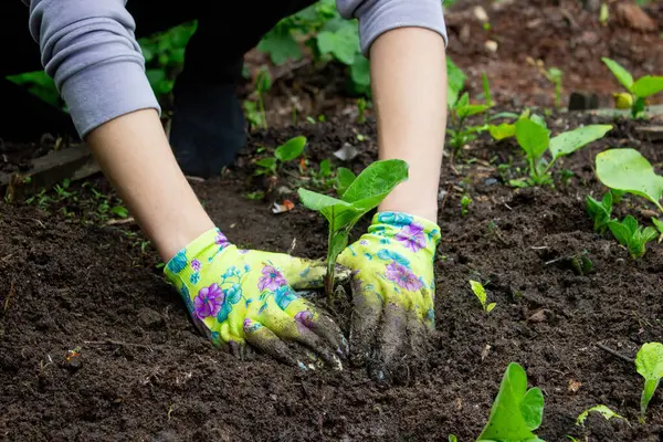 Patlıcan filizleri eken kadın. Seçici odak.