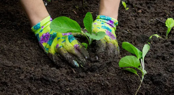 Patlıcan filizleri eken kadın. Seçici odak.