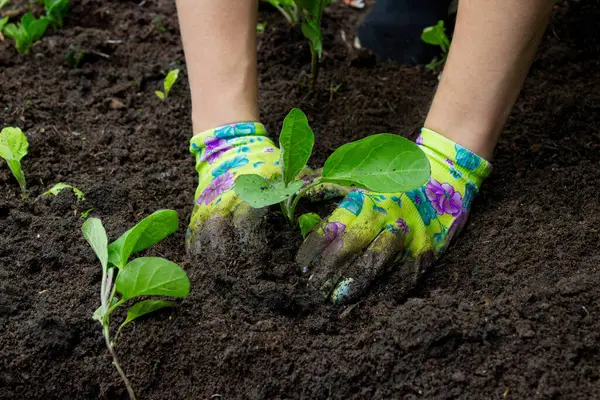 Patlıcan filizleri eken kadın. Seçici odak.