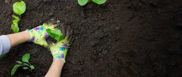 Patlıcan filizleri eken kadın. Seçici odak.