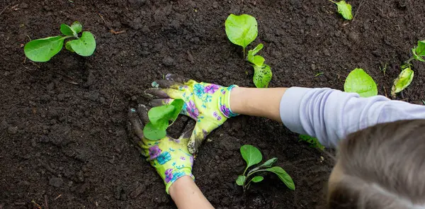 Patlıcan filizleri eken kadın. Seçici odak.