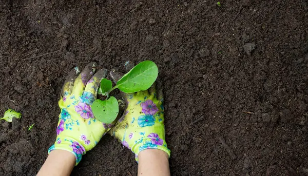 Patlıcan filizleri eken kadın. Seçici odak.