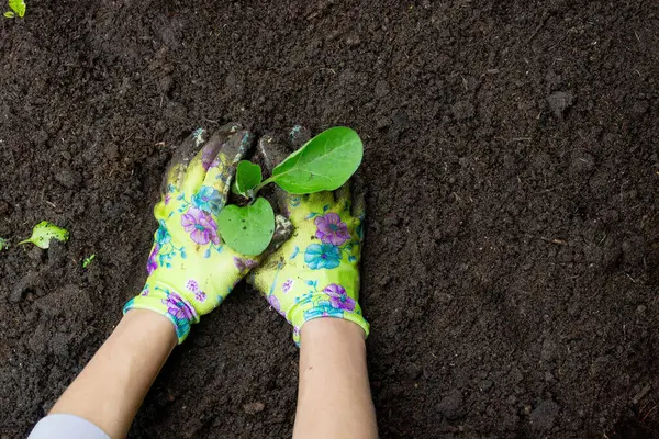 Patlıcan filizleri eken kadın. Seçici odak.