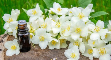 Cam şişede yasemin yağı ve yasemin çiçekleri. Yağlar