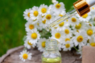 Taze çiçekli Papatya Yağı Düşürücü.