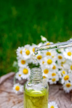 Taze çiçekli Papatya Yağı Düşürücü.