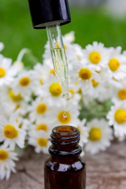 Taze çiçekli Papatya Yağı Düşürücü.