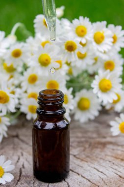 Taze çiçekli Papatya Yağı Düşürücü.