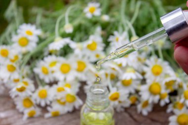 Taze çiçekli Papatya Yağı Düşürücü.