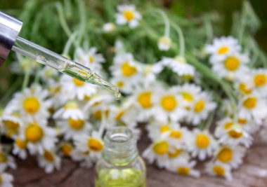 Taze çiçekli Papatya Yağı Düşürücü.