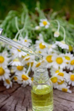 Taze çiçekli Papatya Yağı Düşürücü.