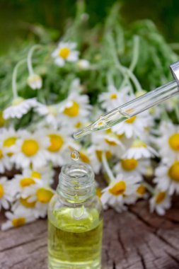 Taze çiçekli Papatya Yağı Düşürücü.