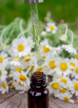 Taze çiçekli Papatya Yağı Düşürücü.