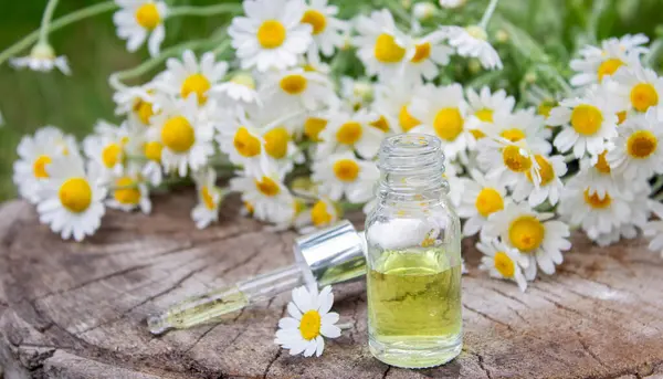 Papatya esaslı taze çiçekli yağ şişesi..