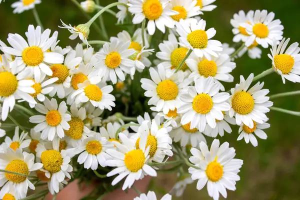 Papatya esaslı taze çiçekli yağ şişesi..