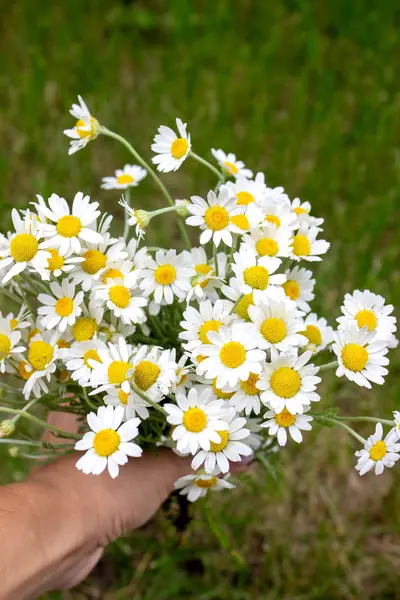 Papatya esaslı taze çiçekli yağ şişesi..